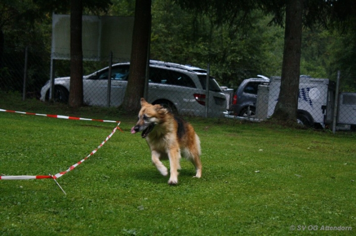 Longieren in der OG Attendorn