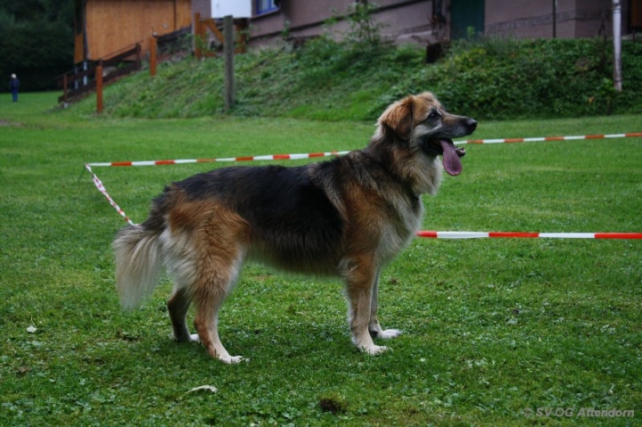 Longieren in der OG Attendorn