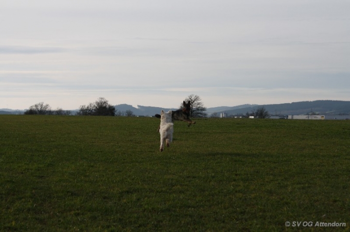 Fährten in der OG Attendorn