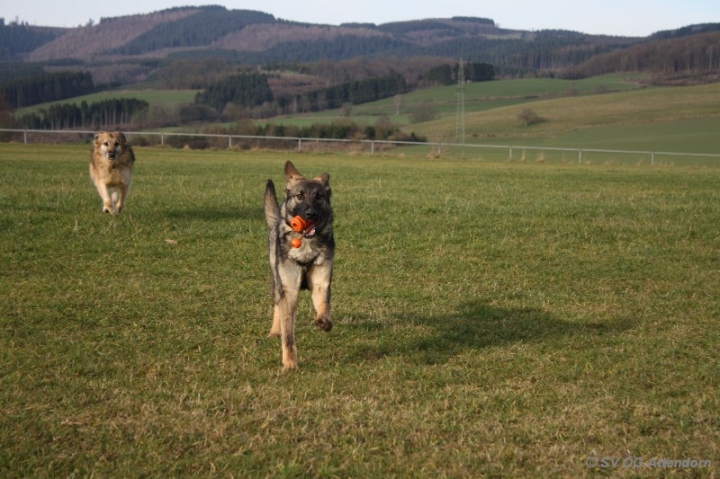 Fährten in der OG Attendorn