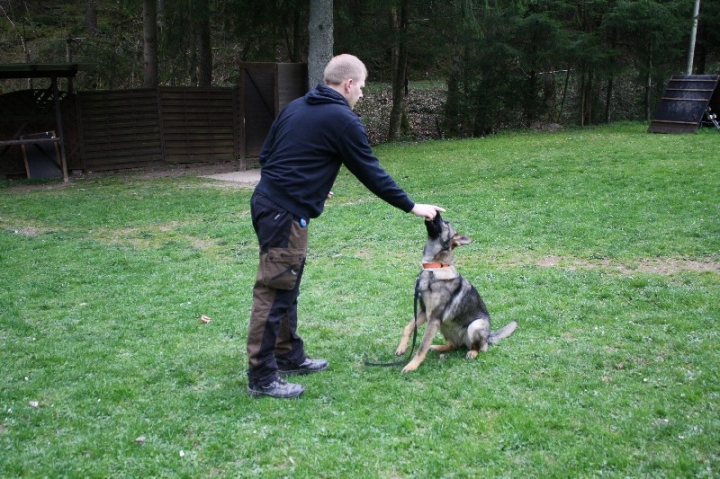 Obedience-Training in der OG Attendorn