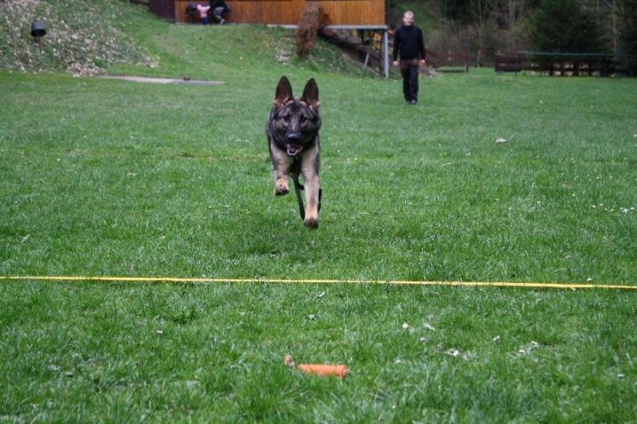 Obedience-Training in der OG Attendorn