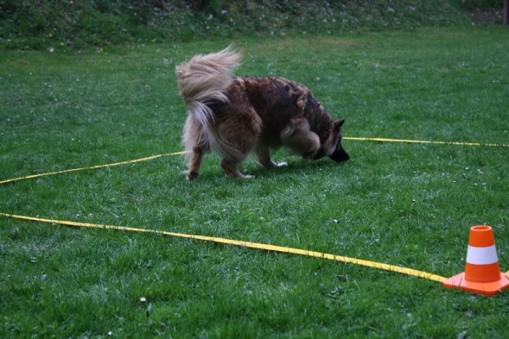 Obedience-Training in der OG Attendorn