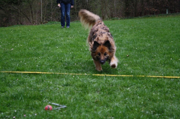 Obedience-Training in der OG Attendorn