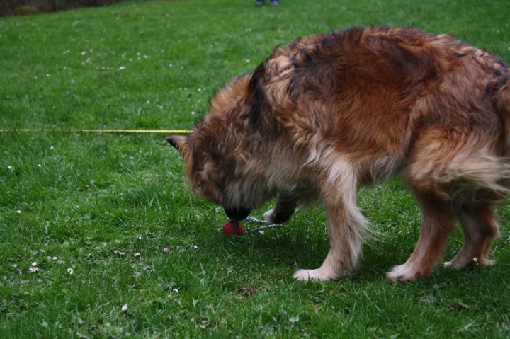 Obedience-Training in der OG Attendorn