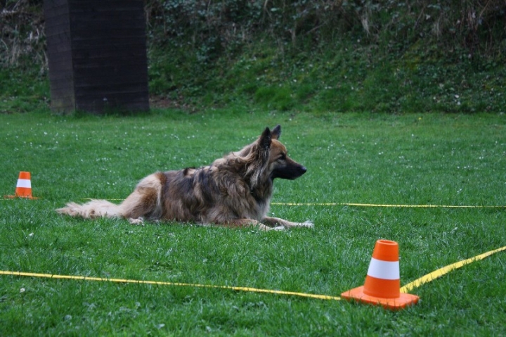 Obedience-Training in der OG Attendorn