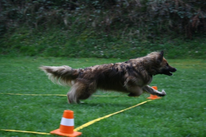 Obedience-Training in der OG Attendorn