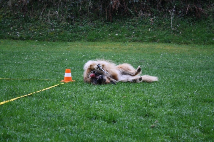 Obedience-Training in der OG Attendorn