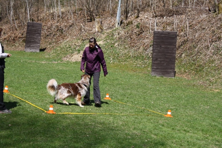 Obedience-Seminar 2013 mit Diana Ripp