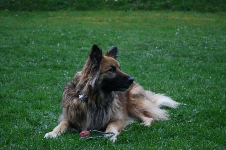 Obedience-Training in der OG Attendorn