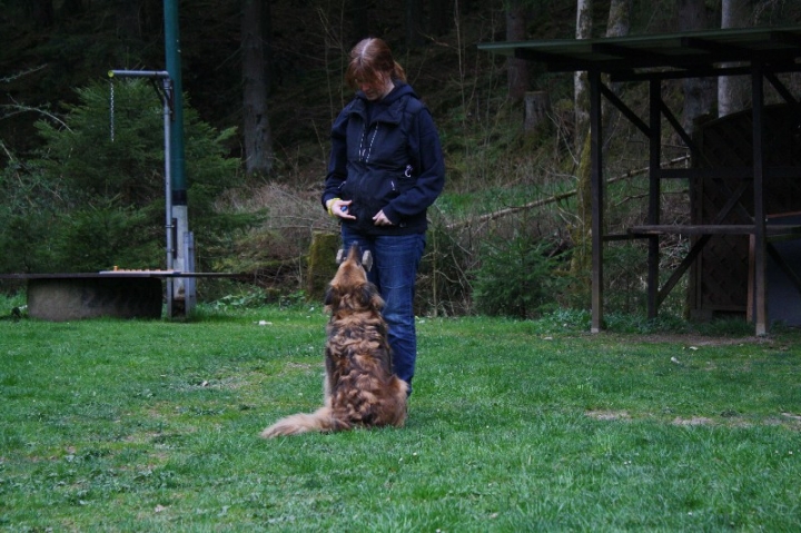 Obedience-Training in der OG Attendorn