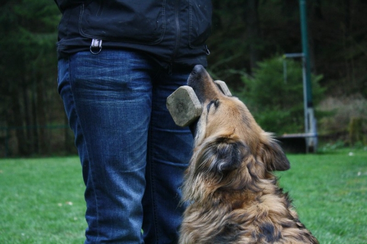 Obedience-Training in der OG Attendorn