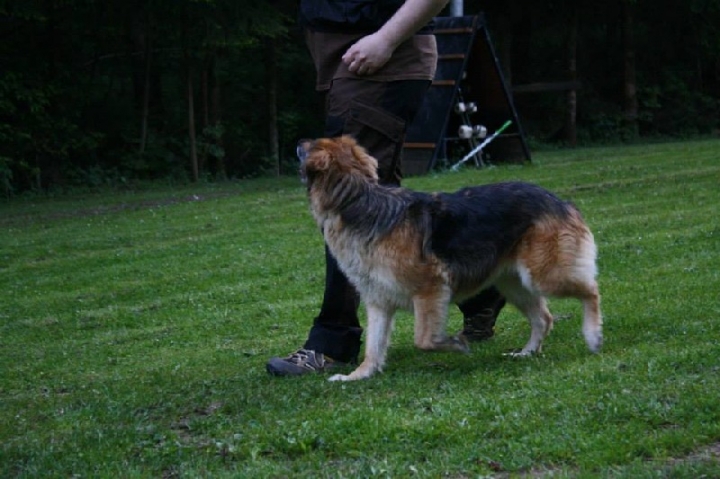 Obedience-Training in der OG Attendorn