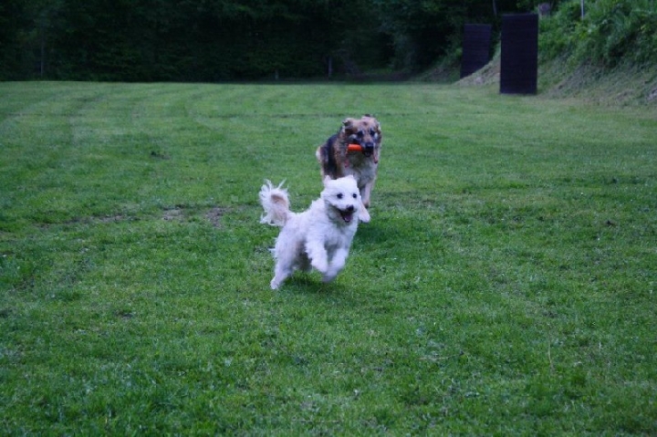 Obedience-Training in der OG Attendorn