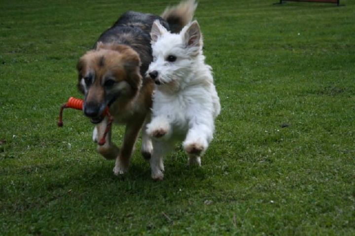 Obedience-Training in der OG Attendorn