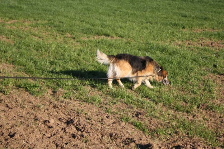 Fährten in der OG Attendorn - 16.04.2014