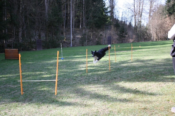 Obedience-Seminar 2013 mit Diana Ripp