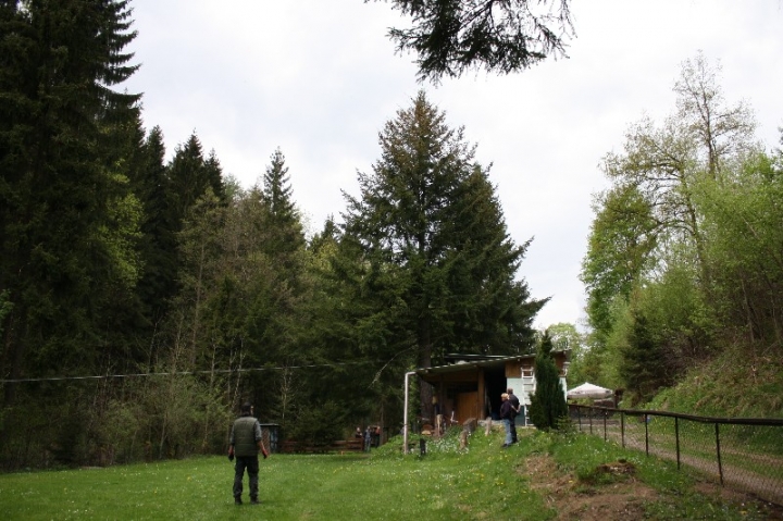 Baumfällaktion auf dem Hundeplatz