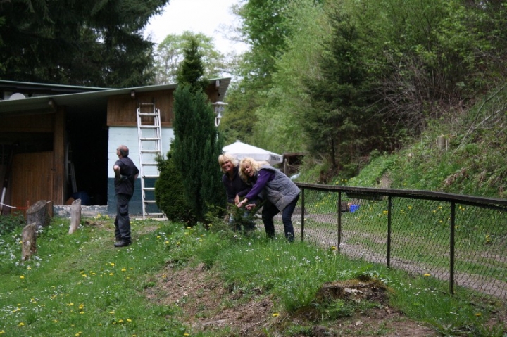 Baumfällaktion auf dem Hundeplatz