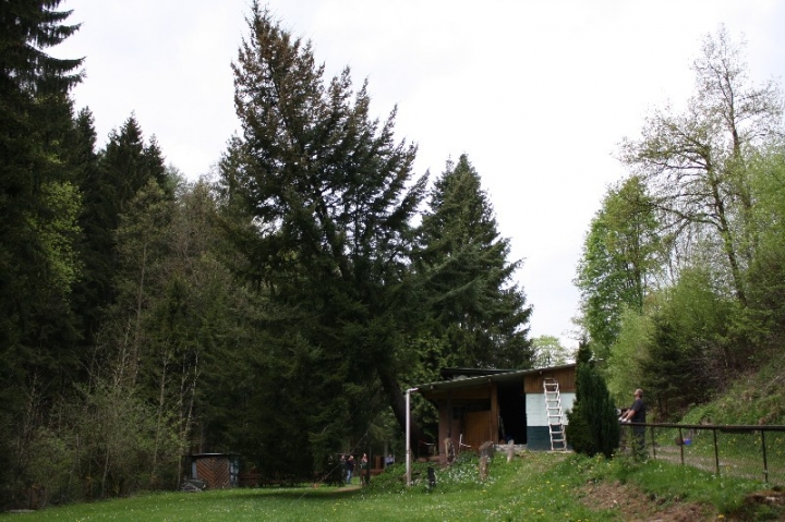 Baumfällaktion auf dem Hundeplatz