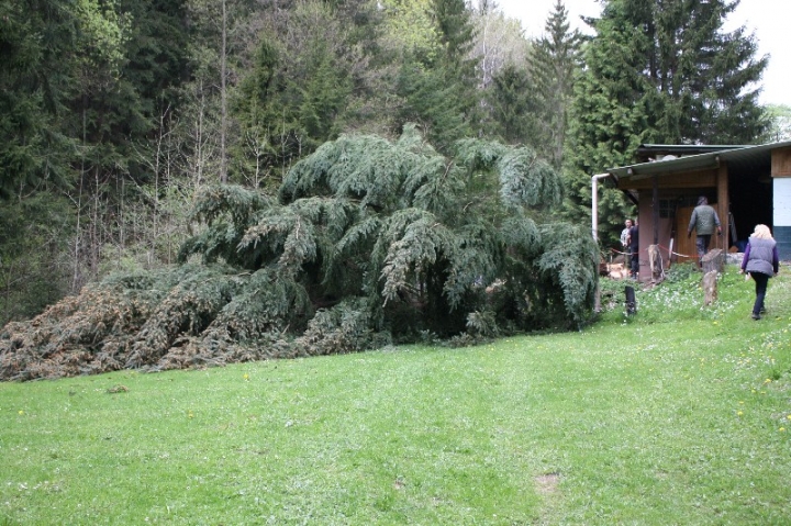Baumfällaktion auf dem Hundeplatz