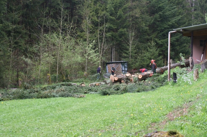 Baumfällaktion auf dem Hundeplatz