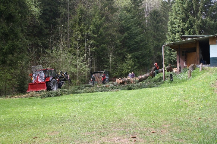 Baumfällaktion auf dem Hundeplatz