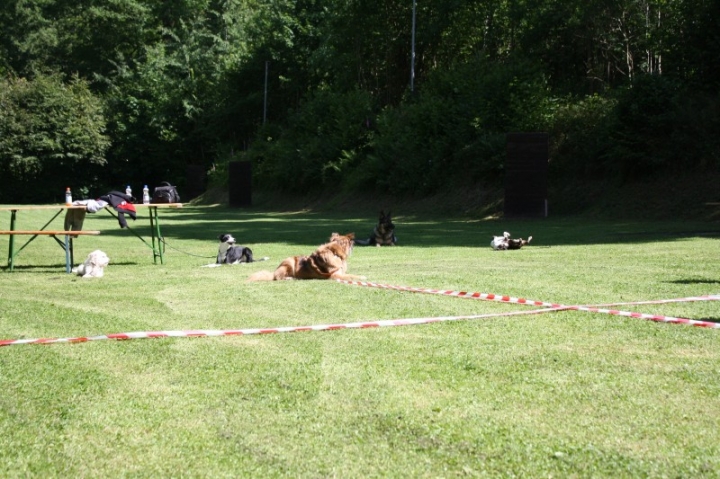 Obedience-Seminar mit Gerlinde Dobler am 22.06.2014