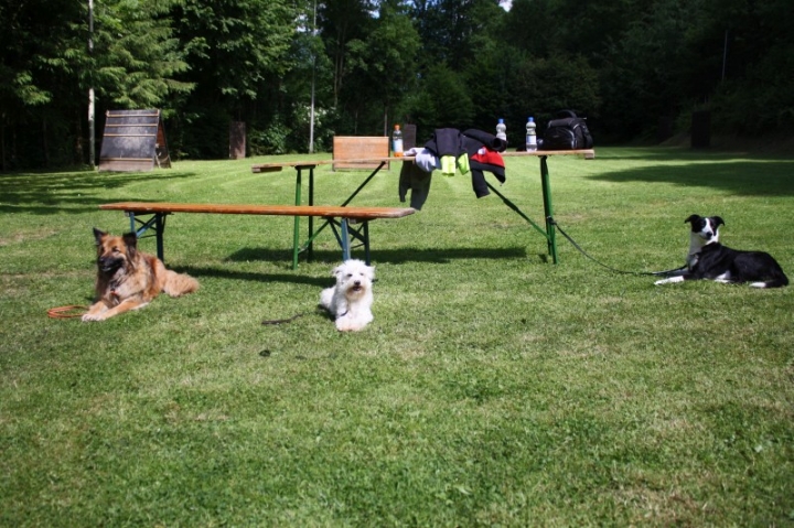 Obedience-Seminar mit Gerlinde Dobler am 22.06.2014