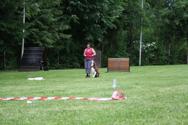 Obedience-Seminar mit Gerlinde Dobler am 22.06.2014