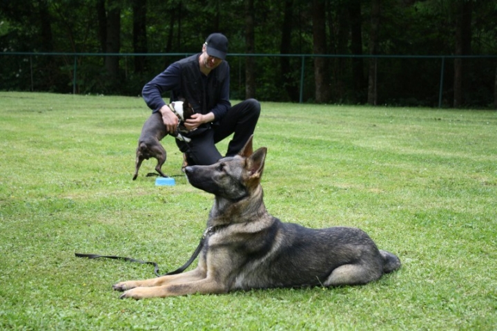 Obedience-Seminar mit Gerlinde Dobler am 22.06.2014