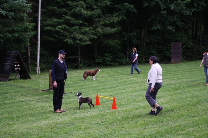 Obedience-Seminar mit Gerlinde Dobler am 22.06.2014