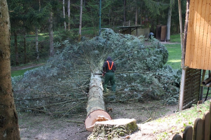 Baumfällaktion auf dem Hundeplatz