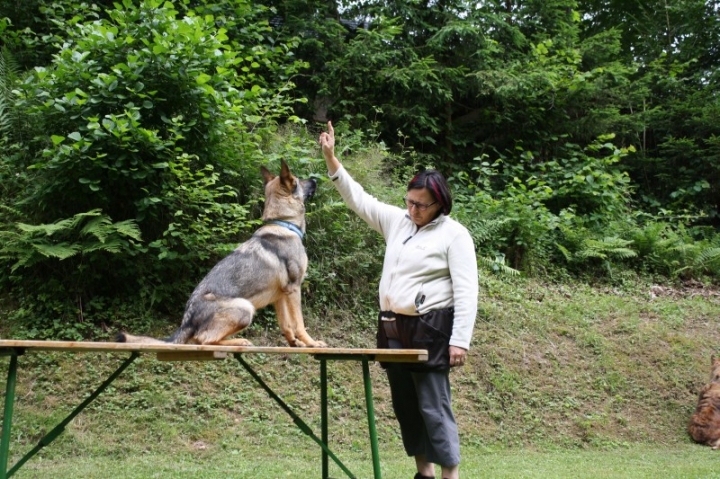 Obedience-Seminar mit Gerlinde Dobler am 22.06.2014