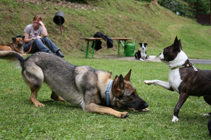 Obedience-Seminar mit Gerlinde Dobler am 22.06.2014