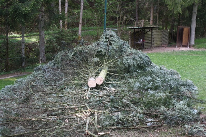 Baumfällaktion auf dem Hundeplatz