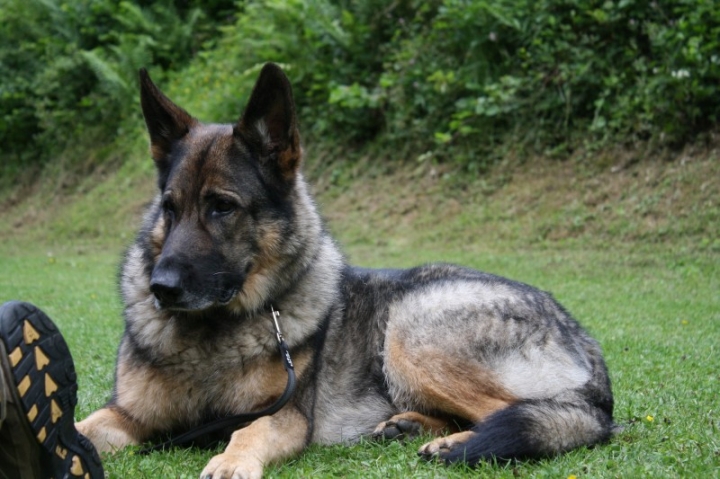 Obedience-Seminar mit Gerlinde Dobler am 22.06.2014