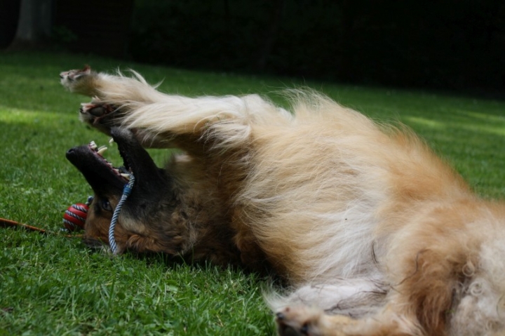 Obedience-Seminar mit Gerlinde Dobler am 22.06.2014