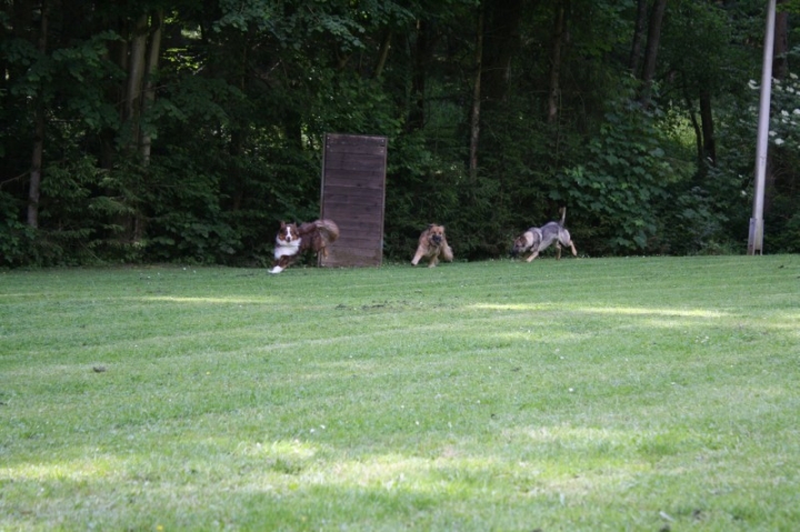 Obedience-Seminar mit Gerlinde Dobler am 22.06.2014