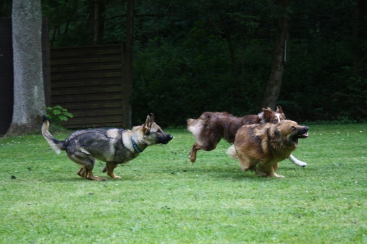 Obedience-Seminar mit Gerlinde Dobler am 22.06.2014