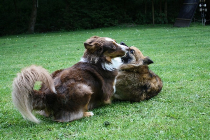 Obedience-Seminar mit Gerlinde Dobler am 22.06.2014