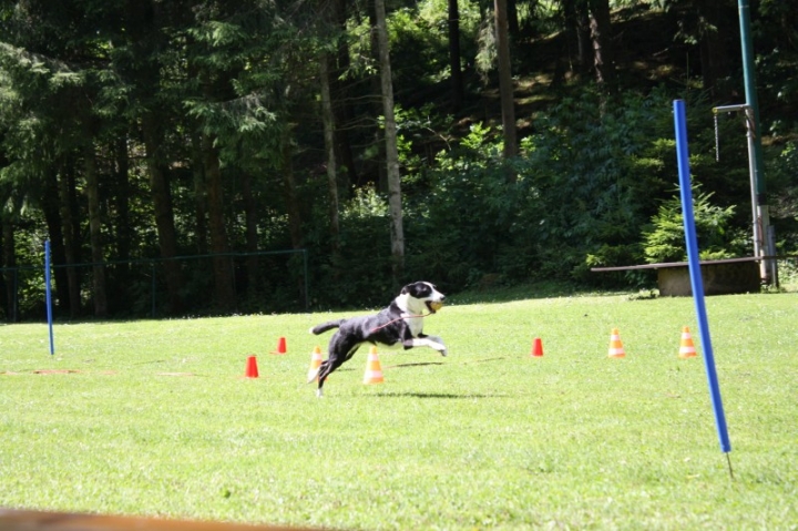 Obedience-Seminar mit Gerlinde Dobler am 06.07.2014