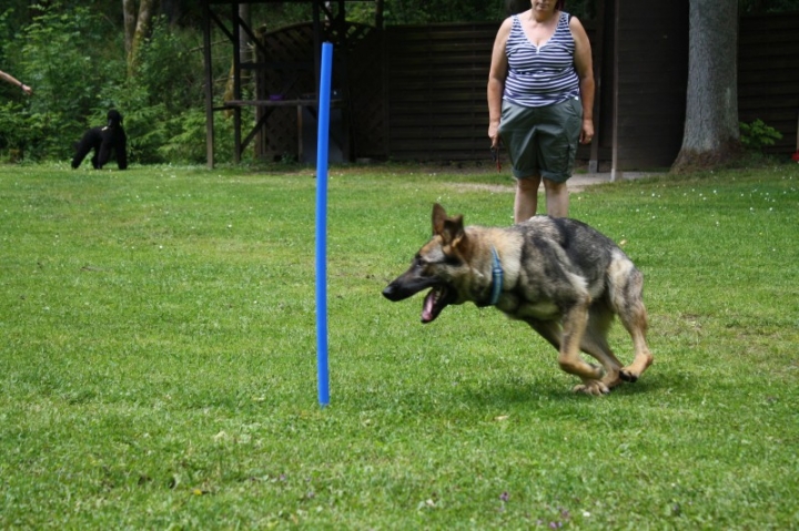 Obedience-Seminar mit Gerlinde Dobler am 06.07.2014