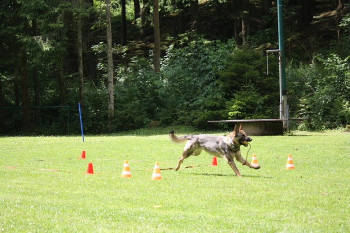 Obedience-Seminar mit Gerlinde Dobler am 06.07.2014