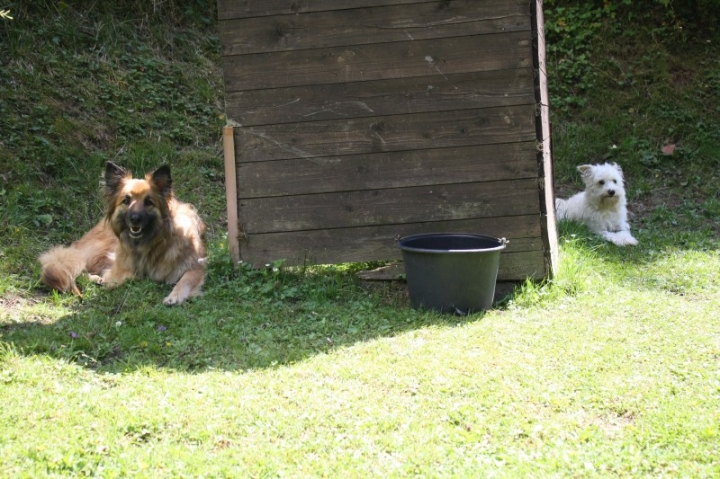 Obedience-Seminar mit Gerlinde Dobler am 06.07.2014