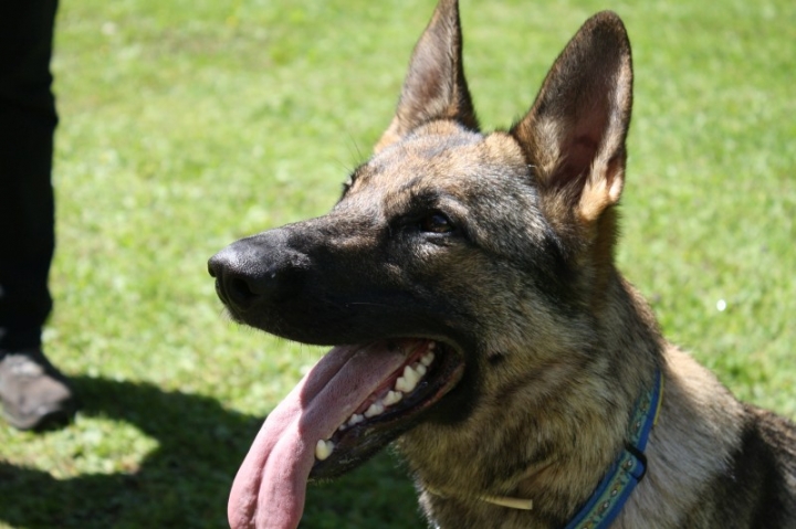 Obedience-Seminar mit Gerlinde Dobler am 06.07.2014