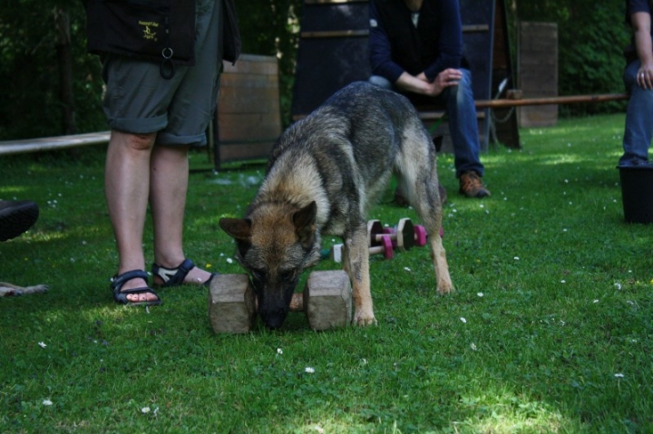 Obedience-Seminar mit Gerlinde Dobler am 06.07.2014