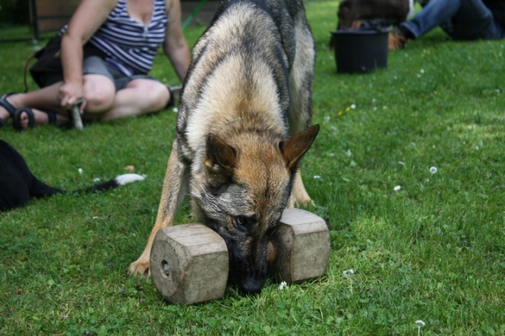 Obedience-Seminar mit Gerlinde Dobler am 06.07.2014