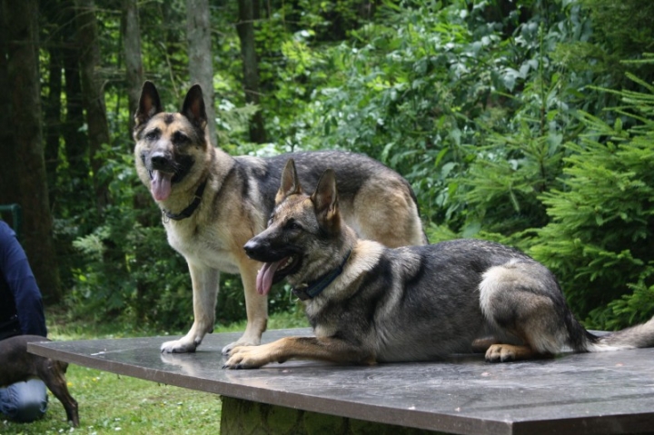 Obedience-Seminar mit Gerlinde Dobler am 06.07.2014