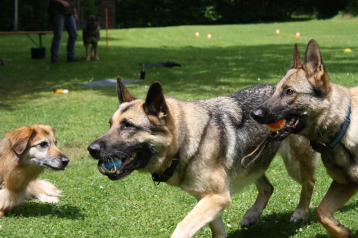 Obedience-Seminar mit Gerlinde Dobler am 06.07.2014